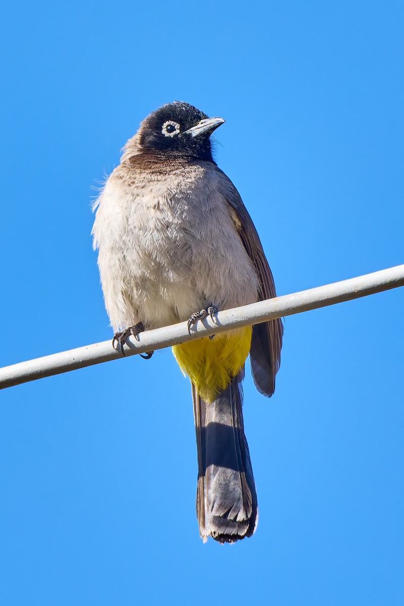 White-spectacled Bulbul - ML631573290