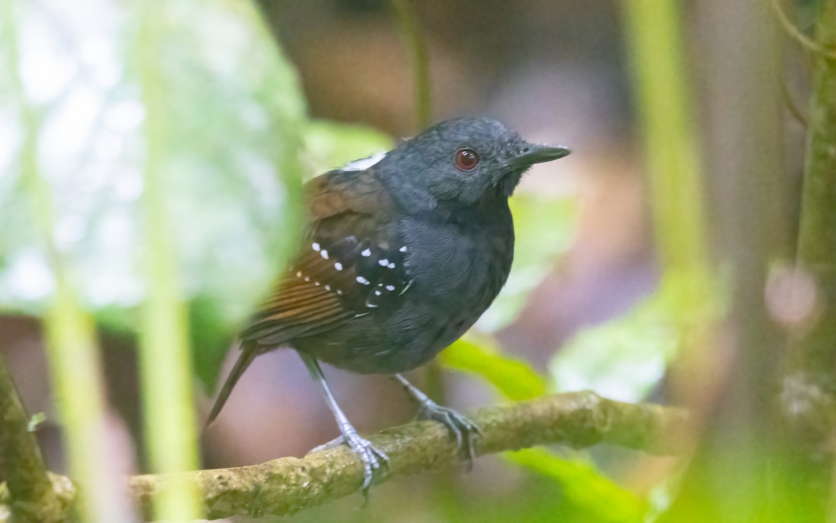 Dull-mantled Antbird - ML631573327