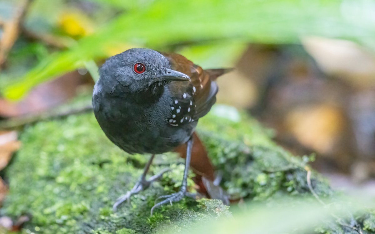 Dull-mantled Antbird - ML631573378