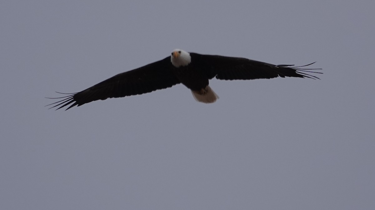 Bald Eagle - ML631573523