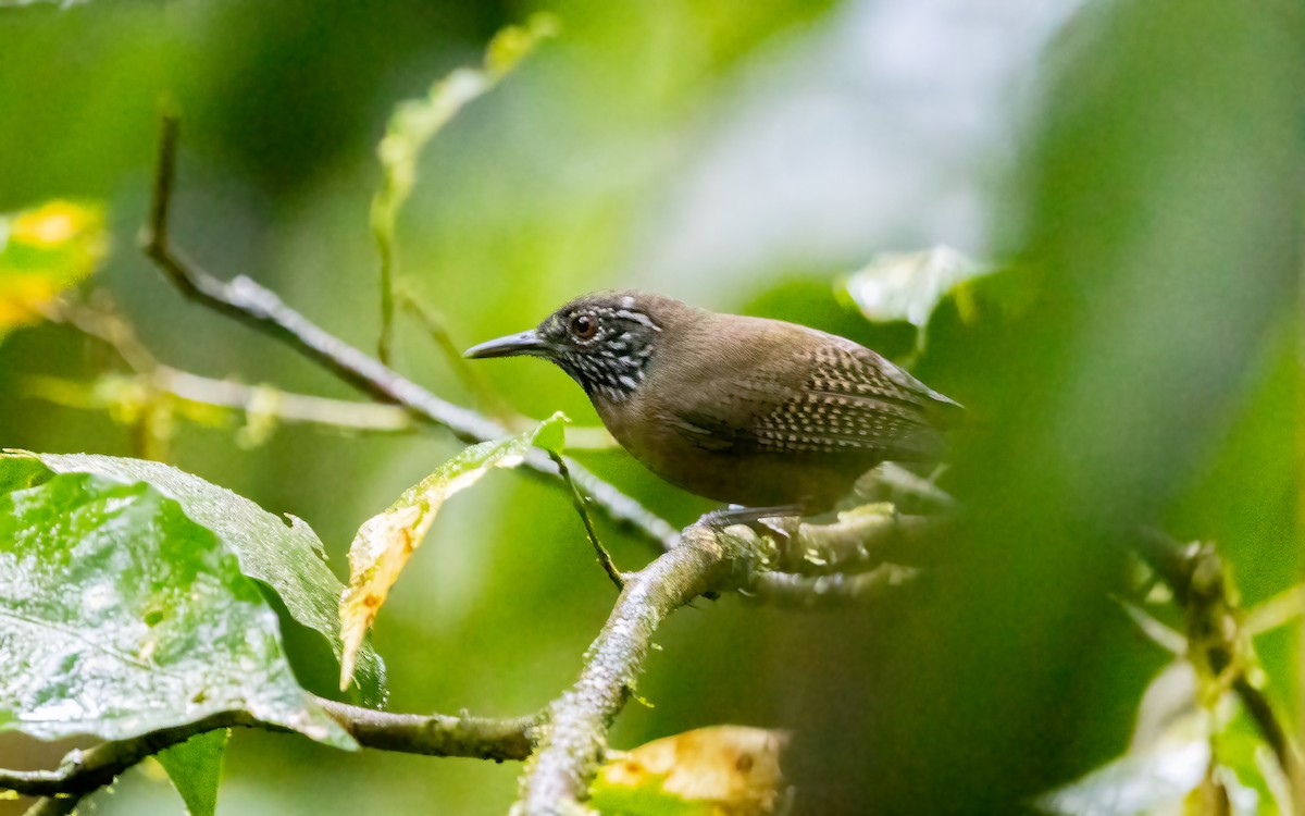 Stripe-throated Wren - ML631573639