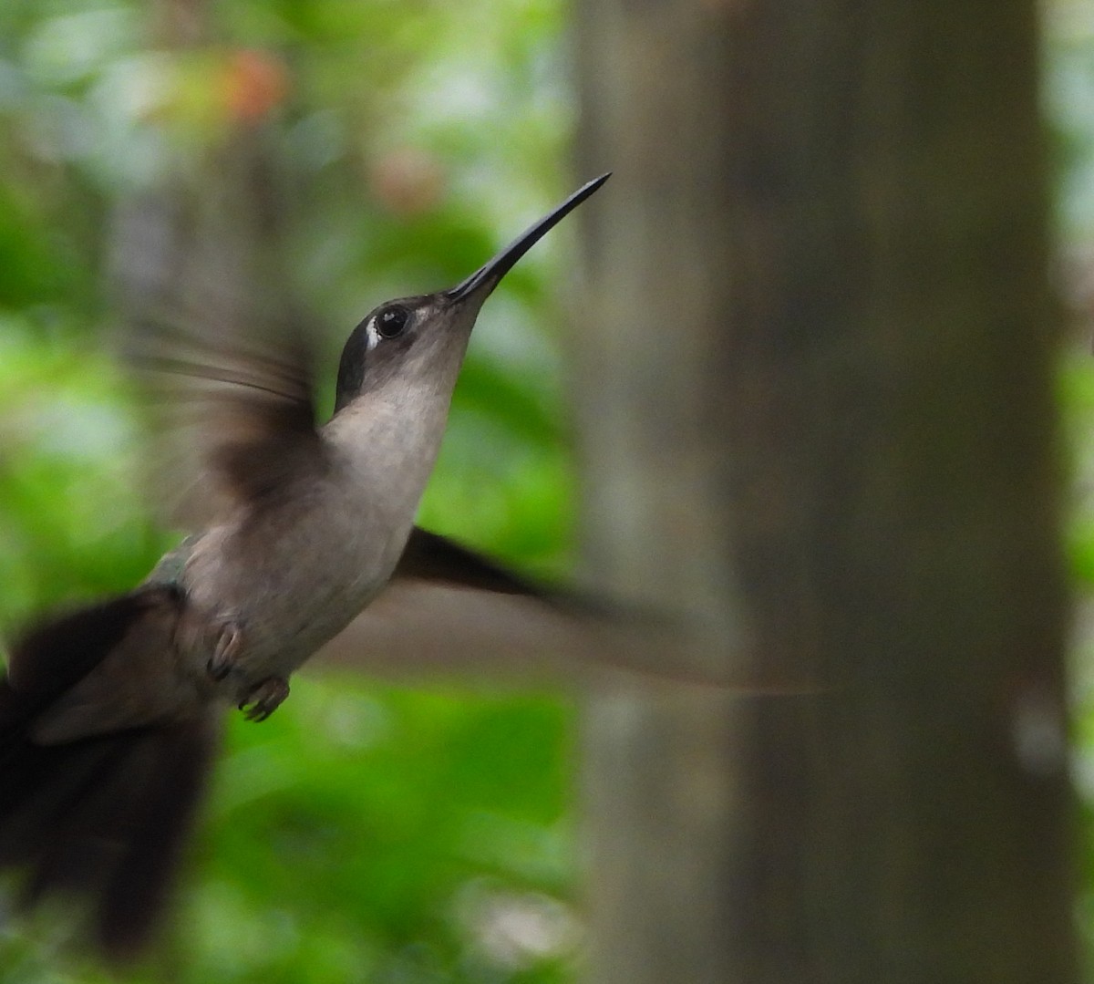 Wedge-tailed Sabrewing - ML631573755