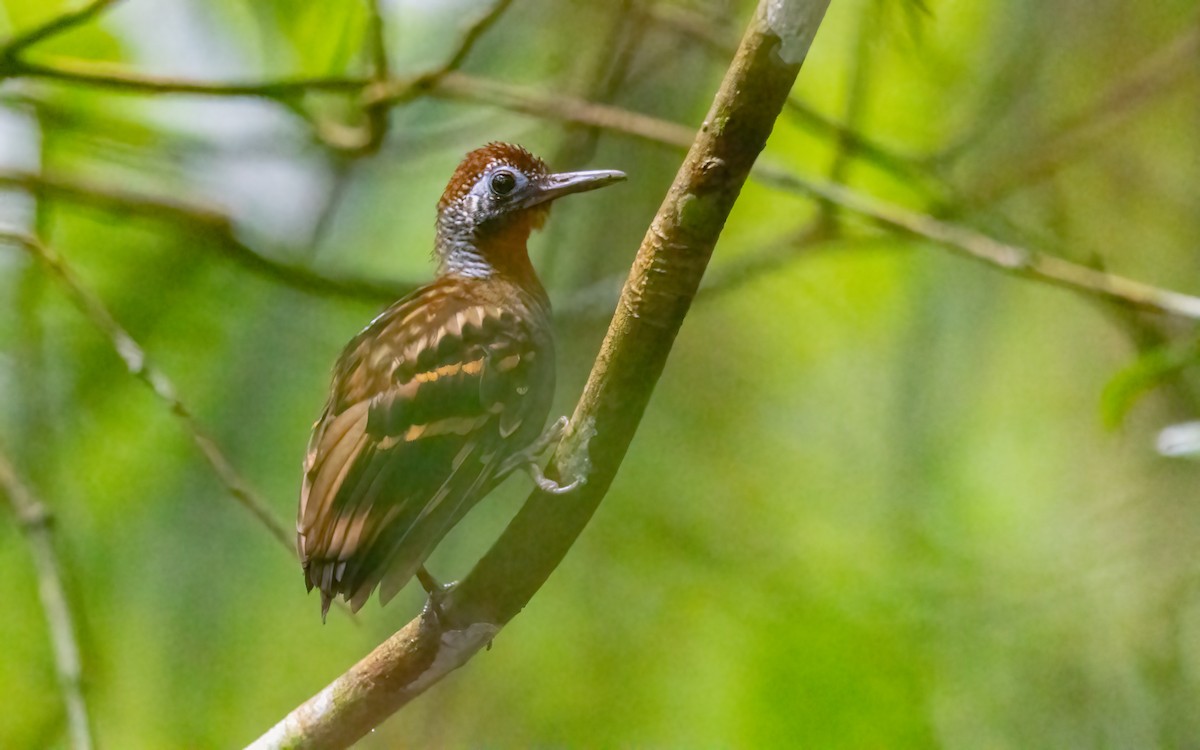 Wing-banded Antbird - ML631573832