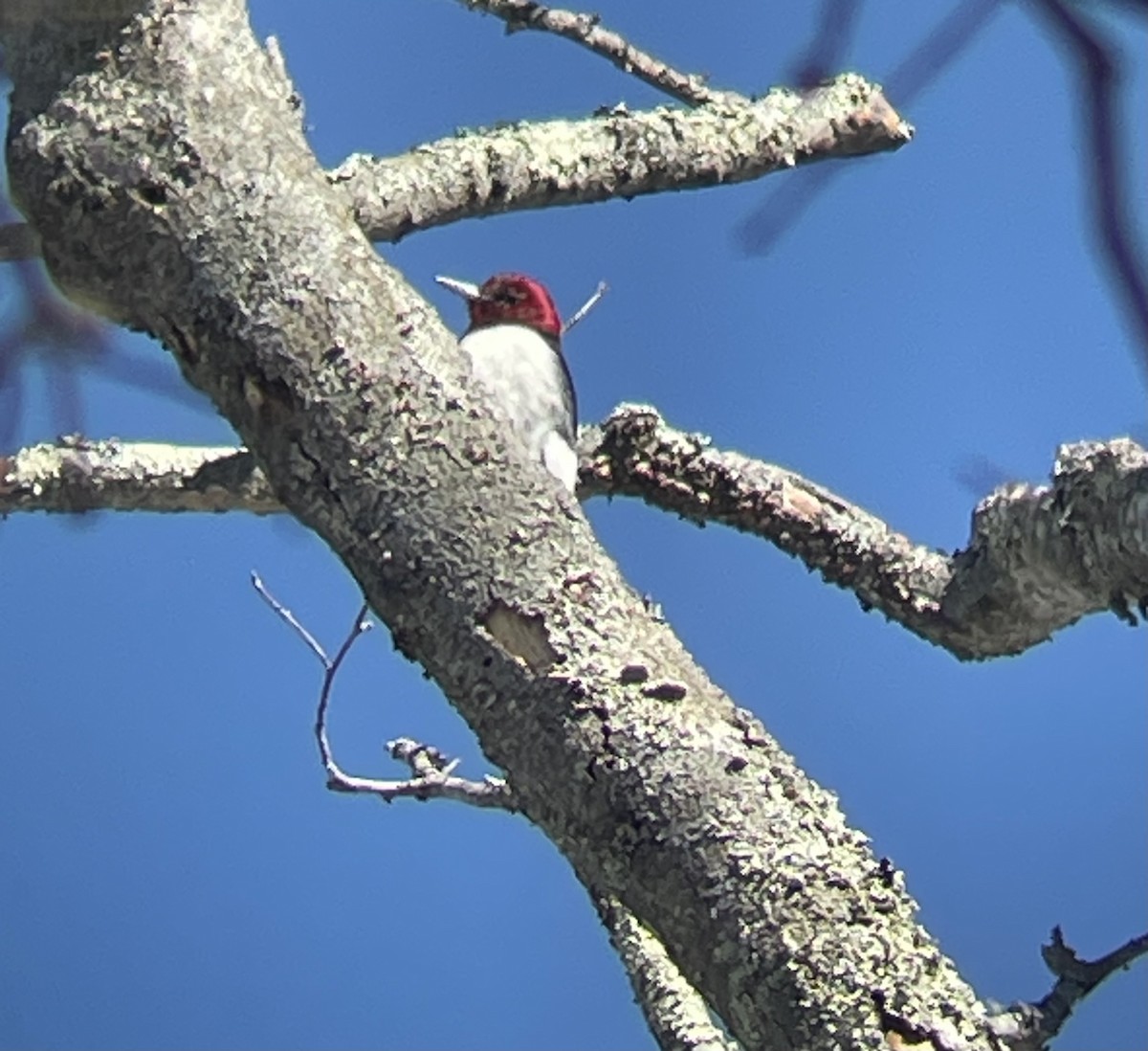 Red-headed Woodpecker - ML631573854