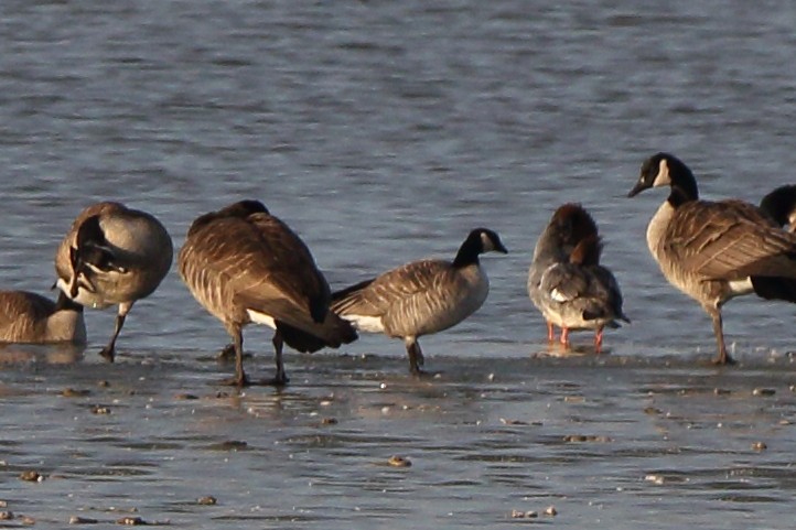 Cackling Goose - ML631573886