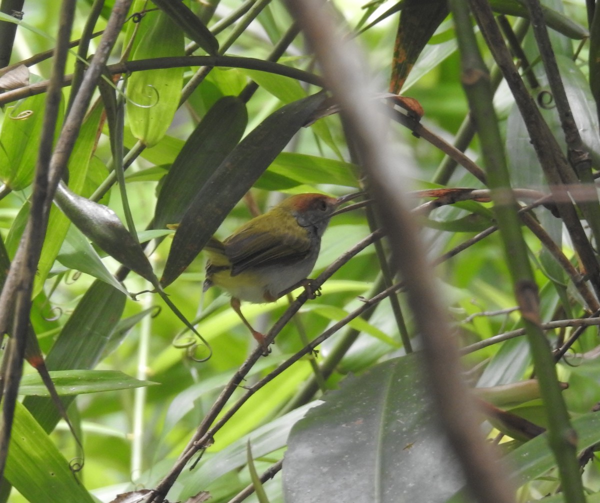 Dark-necked Tailorbird - ML631573959