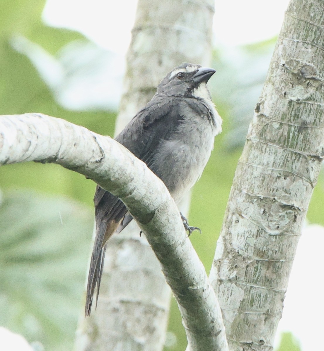 Pepitero Grisáceo del Amazonas - ML631574019
