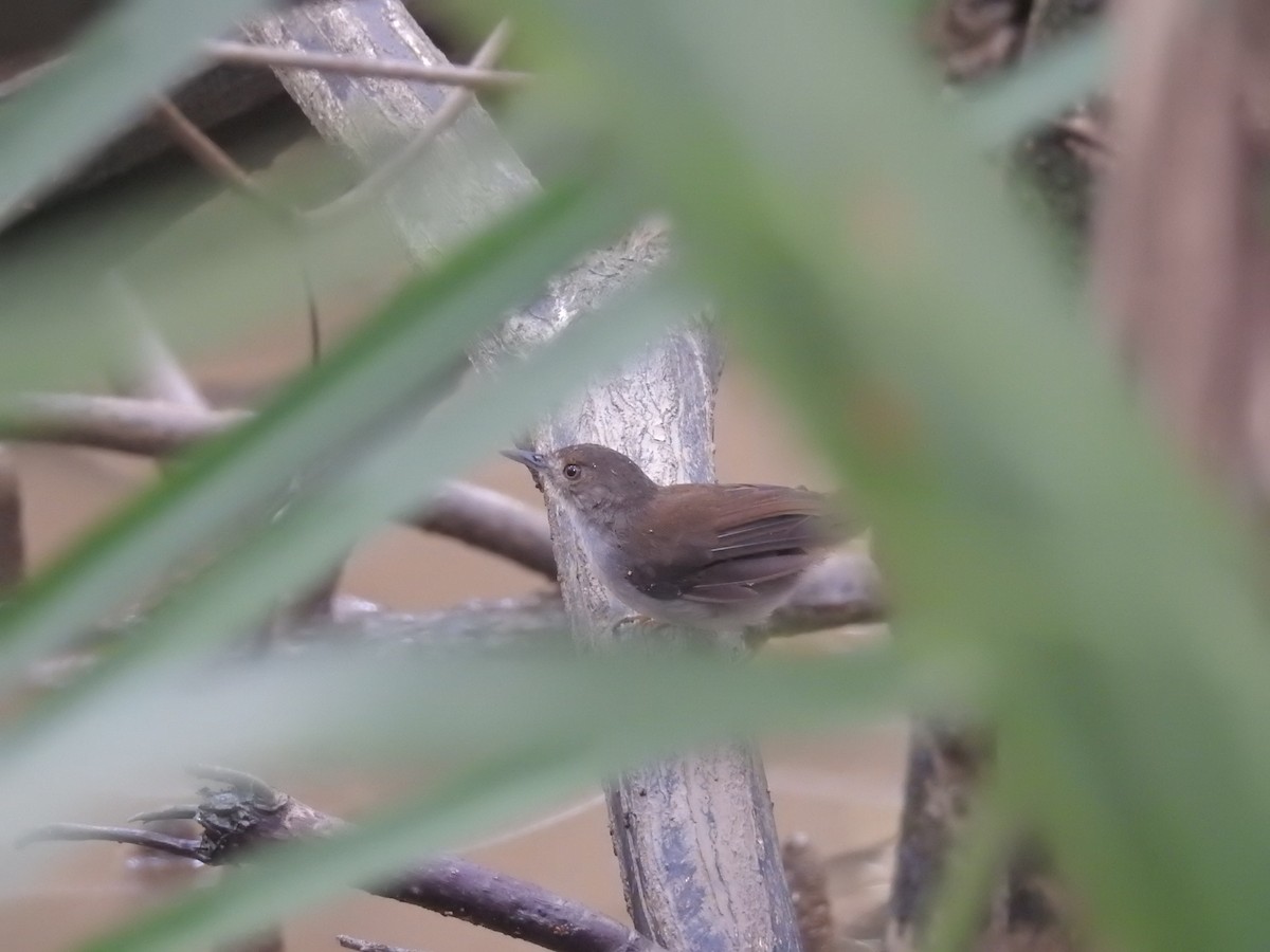 White-chested Babbler - ML631574020