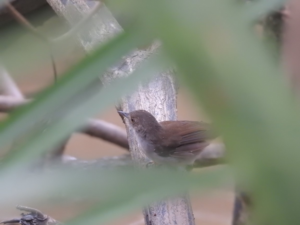 White-chested Babbler - ML631574022