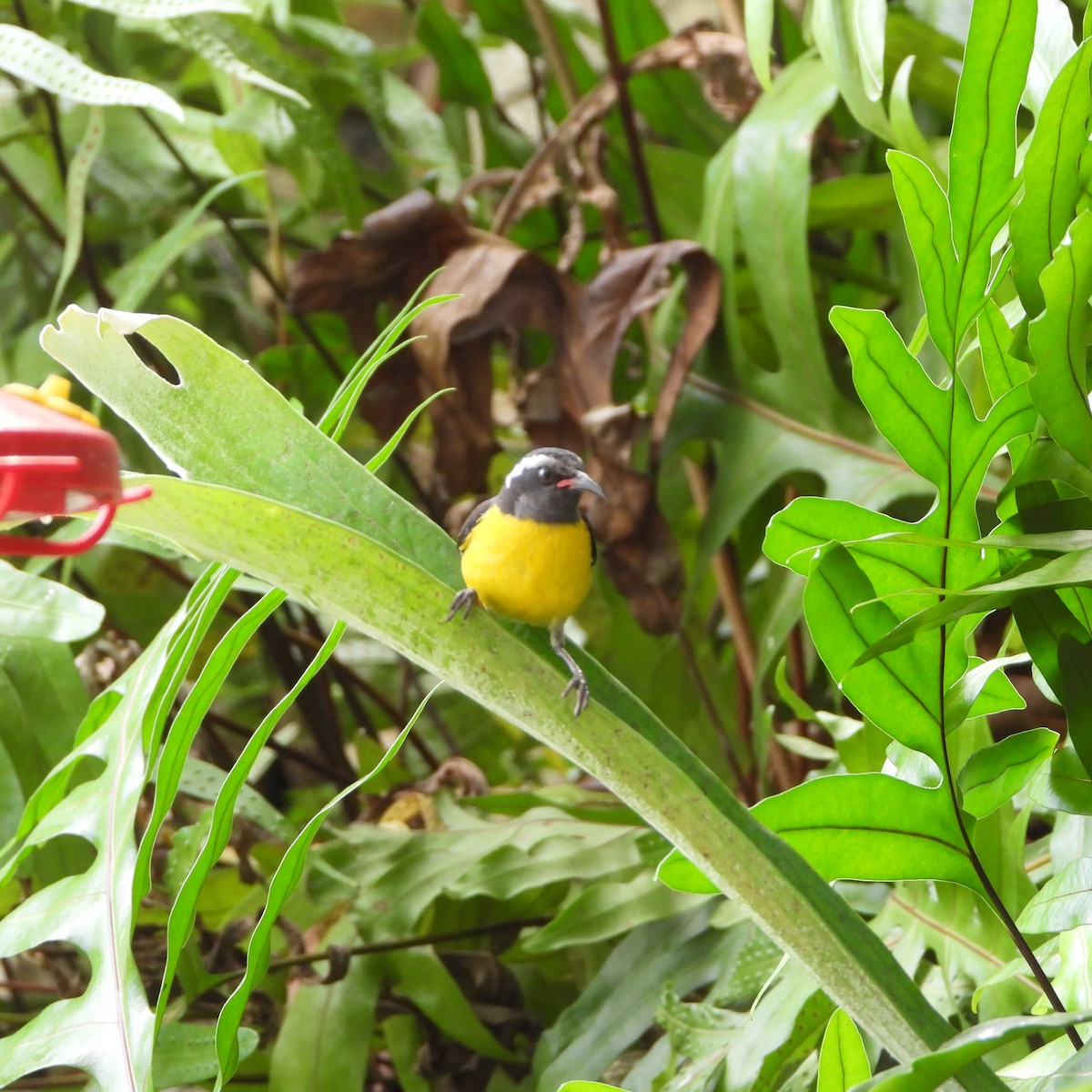 Bananaquit - ML631574026