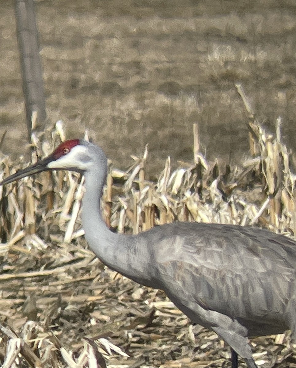 Sandhill Crane - ML631574063