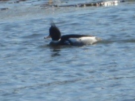 Сэвгэр бохио - ML631574115