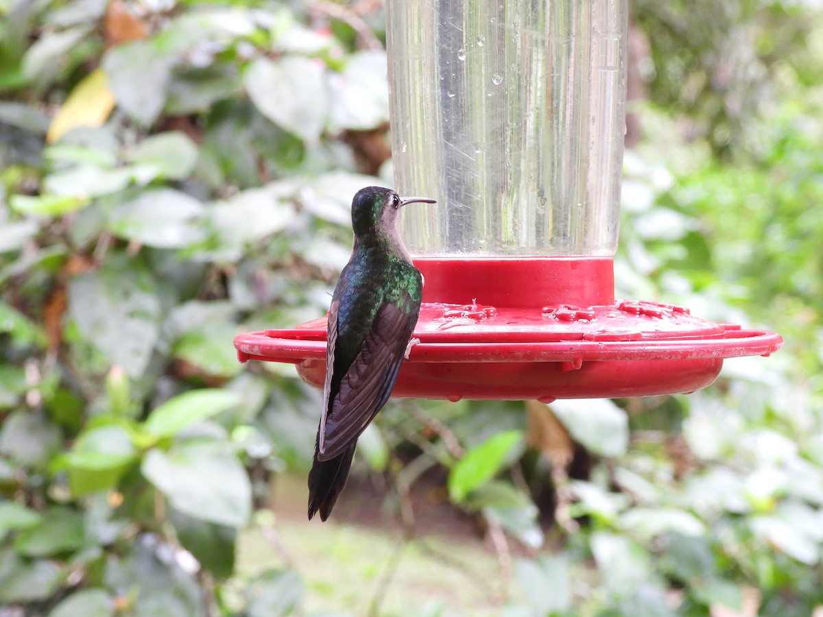 Wedge-tailed Sabrewing - ML631574164