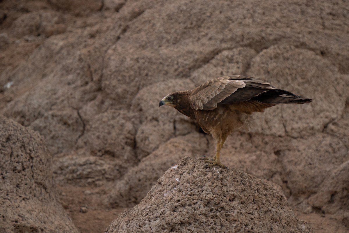 African Harrier-Hawk - ML631574252