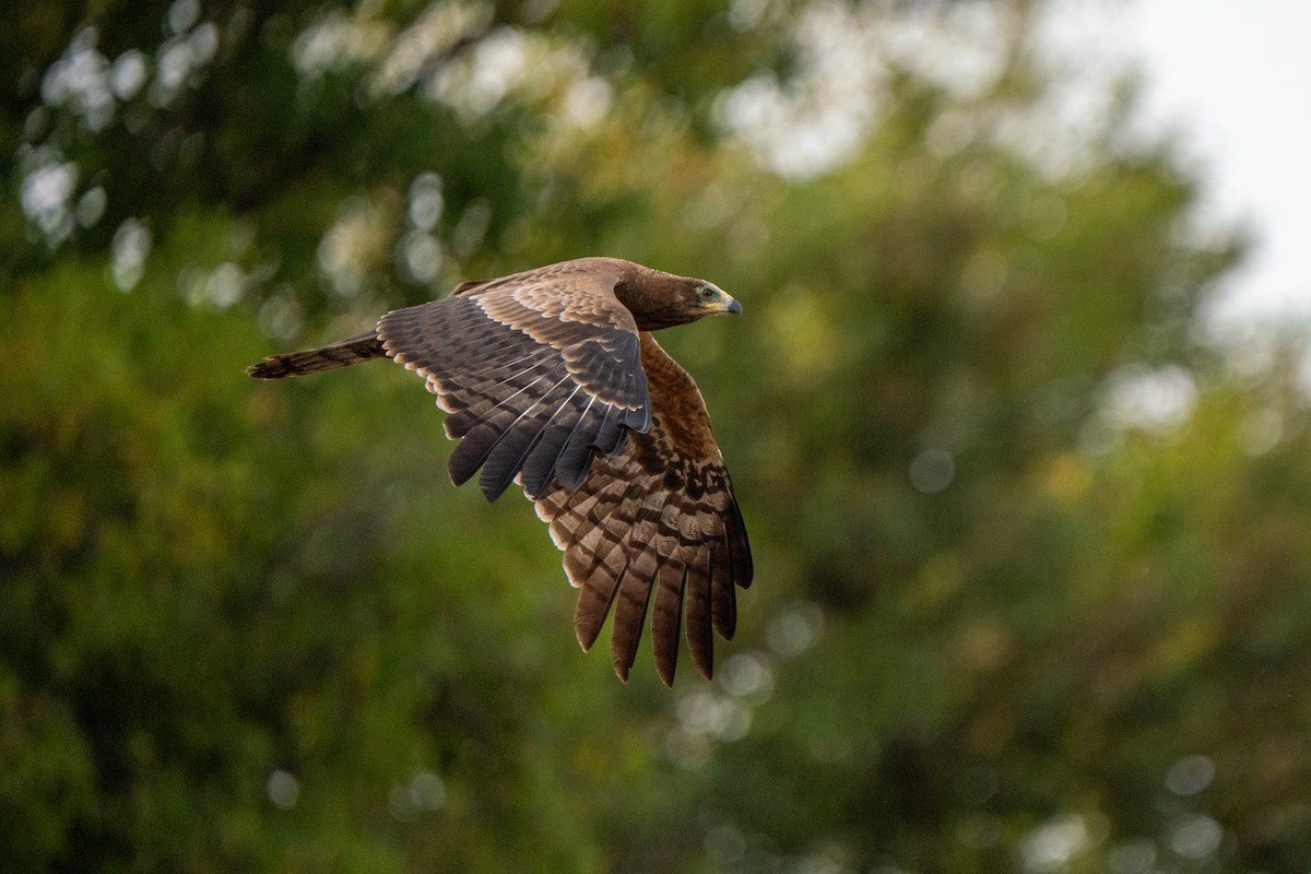 African Harrier-Hawk - ML631574253