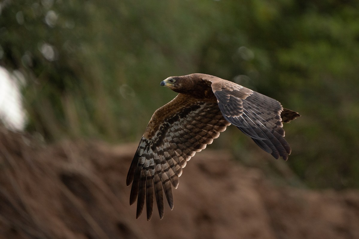 African Harrier-Hawk - ML631574255