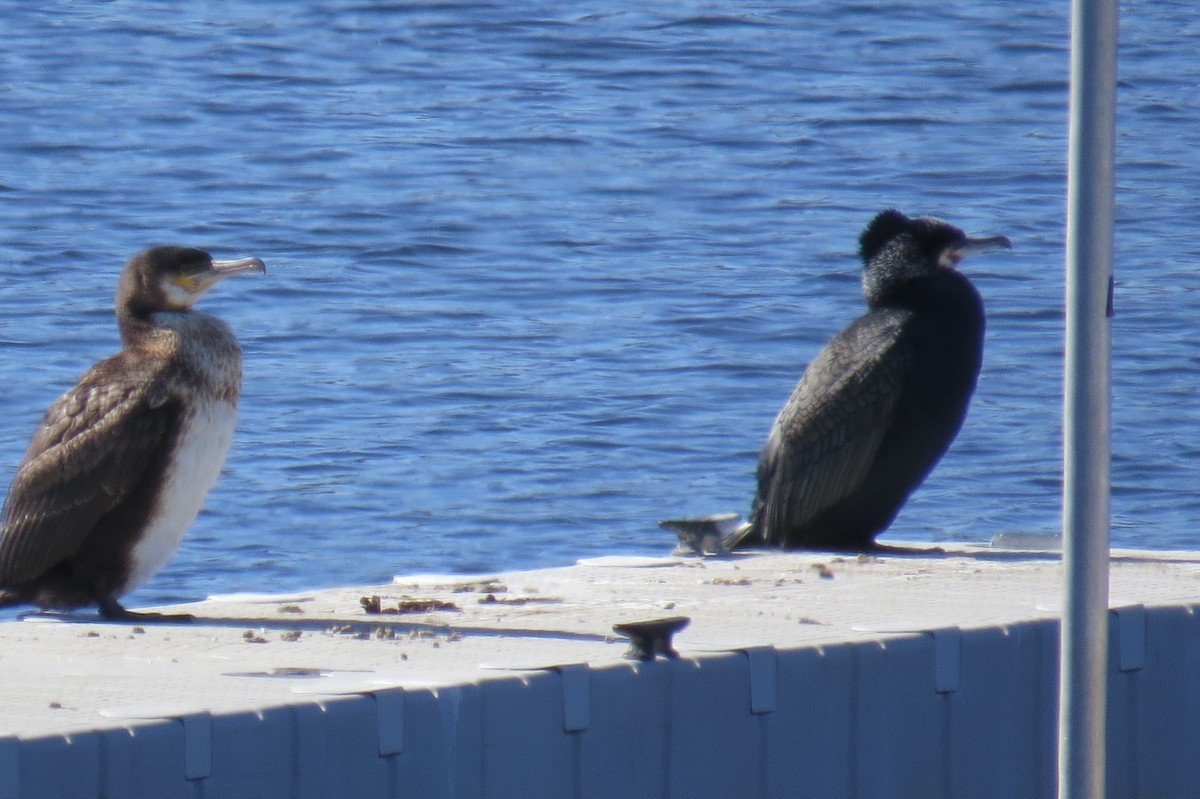 Great/Double-crested Cormorant - ML631574563