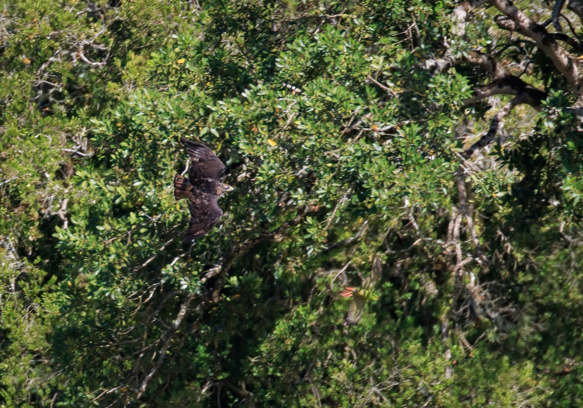 Rufous-tailed Hawk - ML631574592