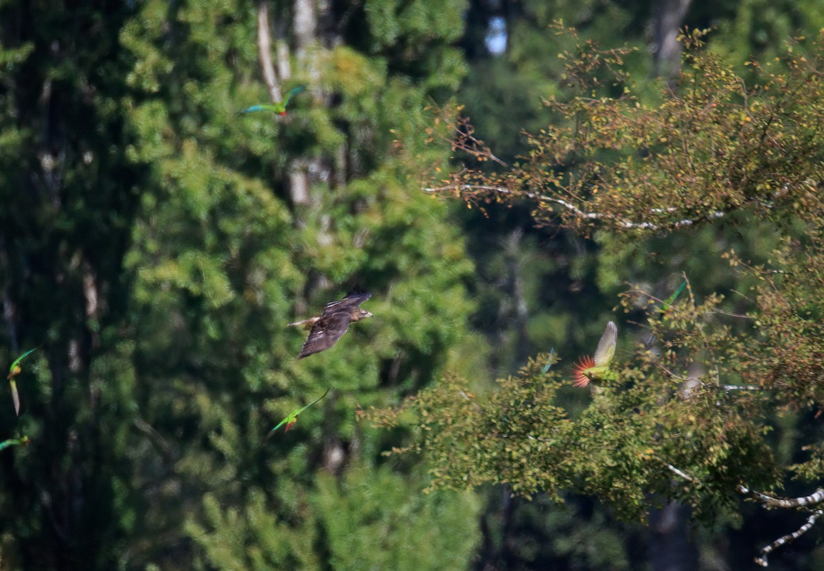 Rufous-tailed Hawk - ML631574625