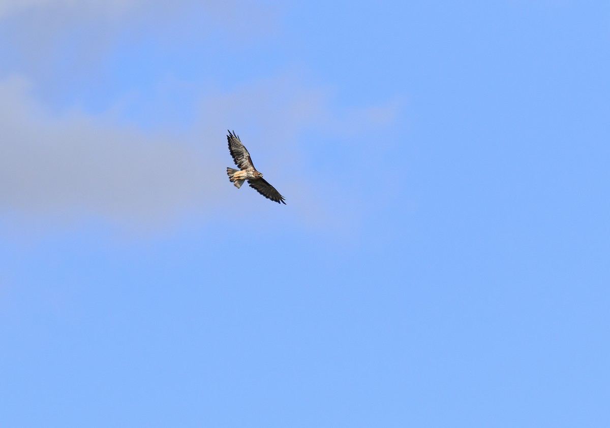 Rufous-tailed Hawk - ML631574635