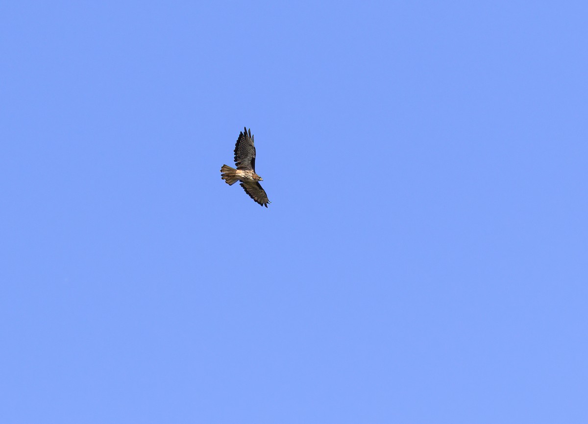 Rufous-tailed Hawk - ML631574648