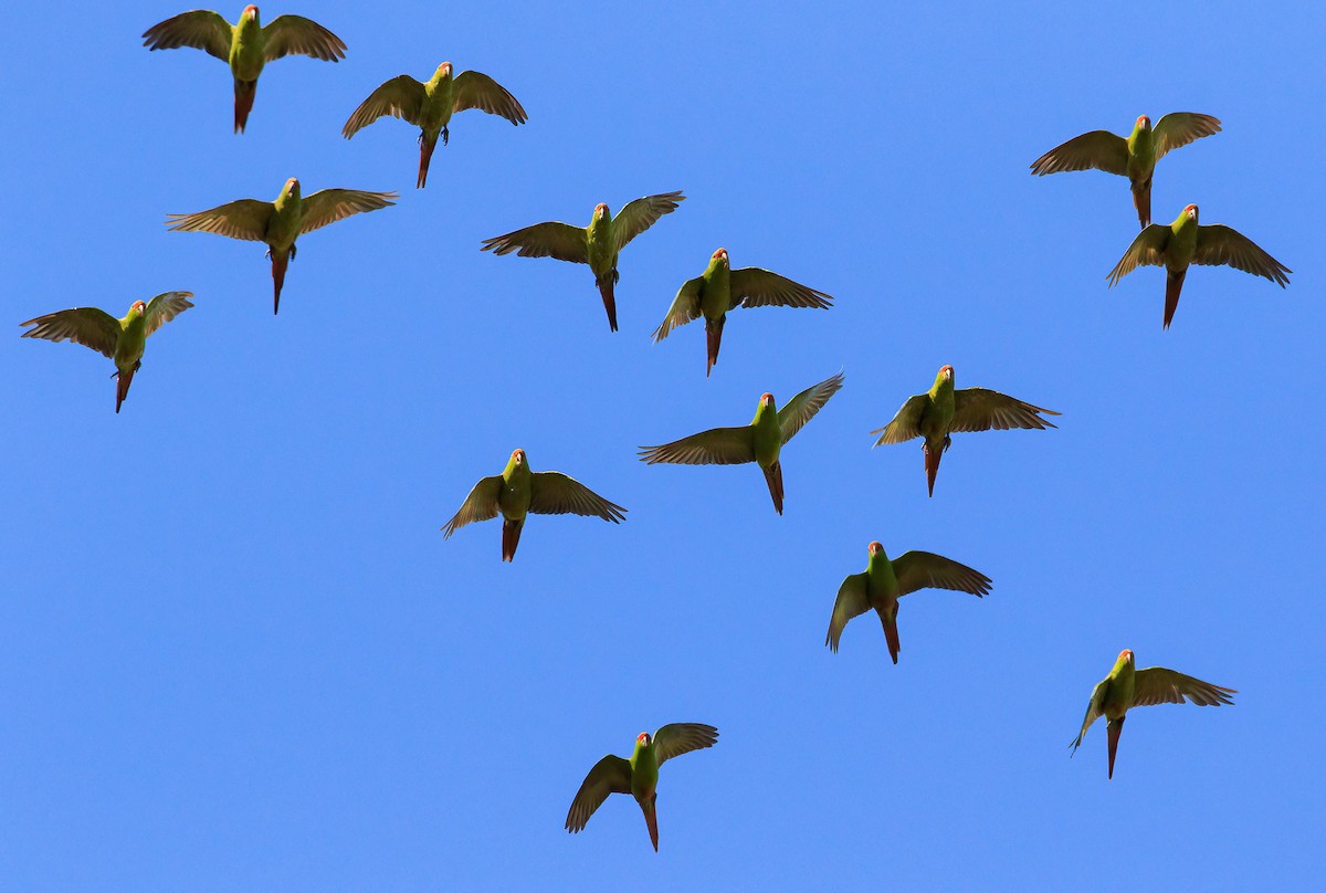 Slender-billed Parakeet - ML631574663