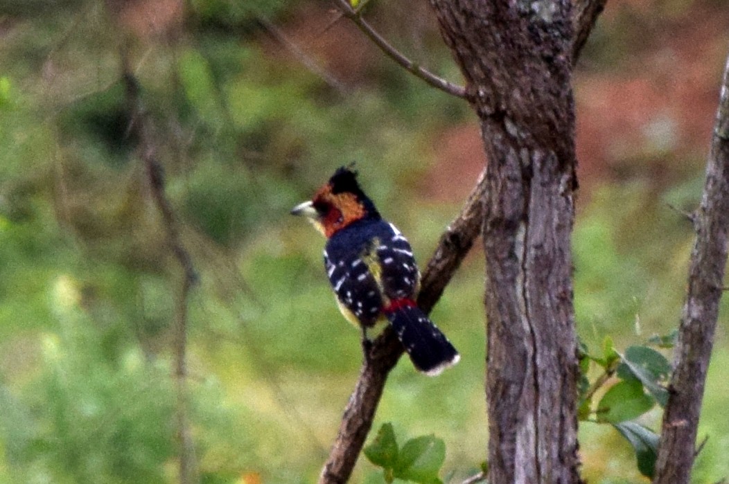 Crested Barbet - ML631574730
