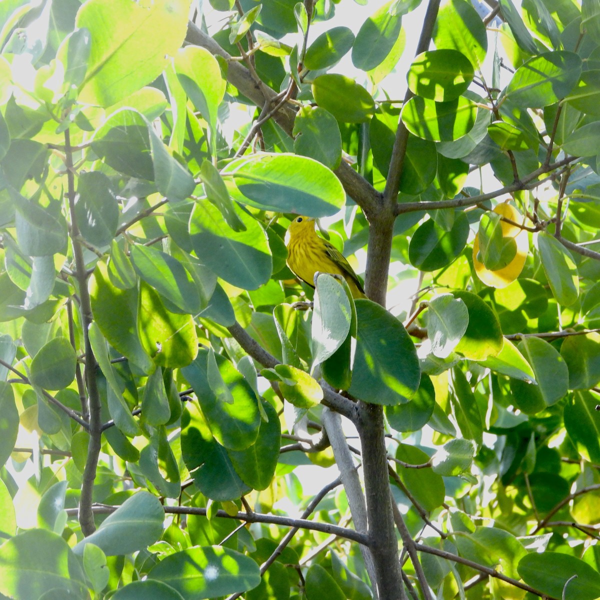 Yellow Warbler - ML631574771