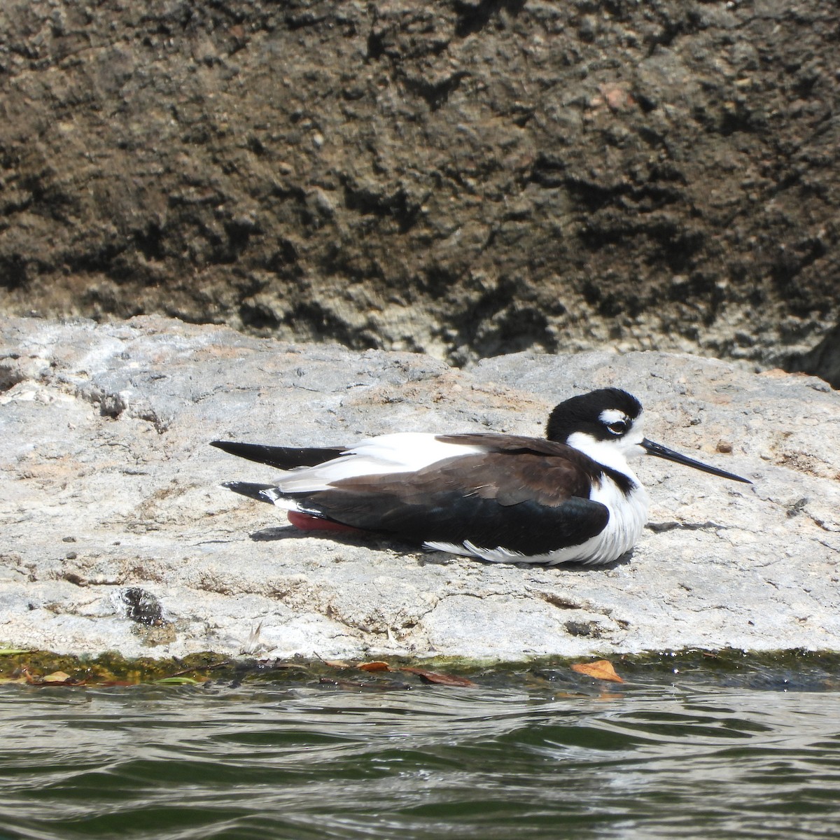 Black-necked Stilt - ML631574783