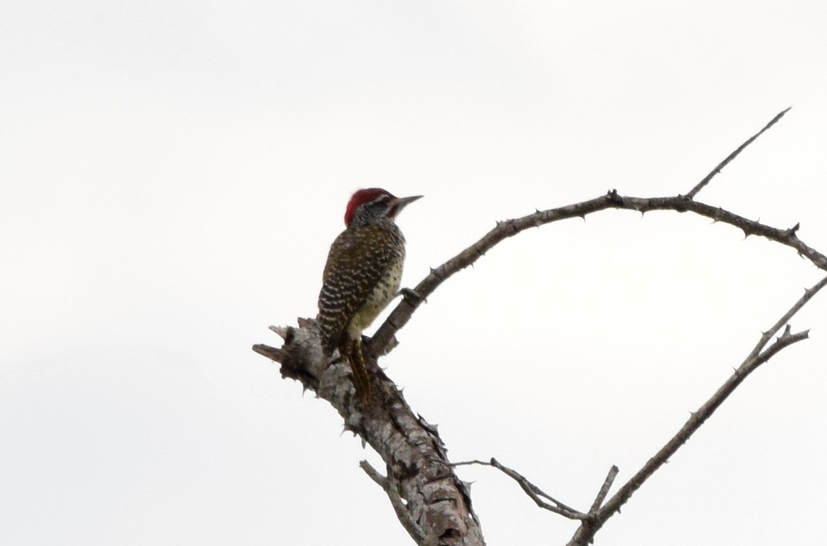 Nubian Woodpecker - ML631574785