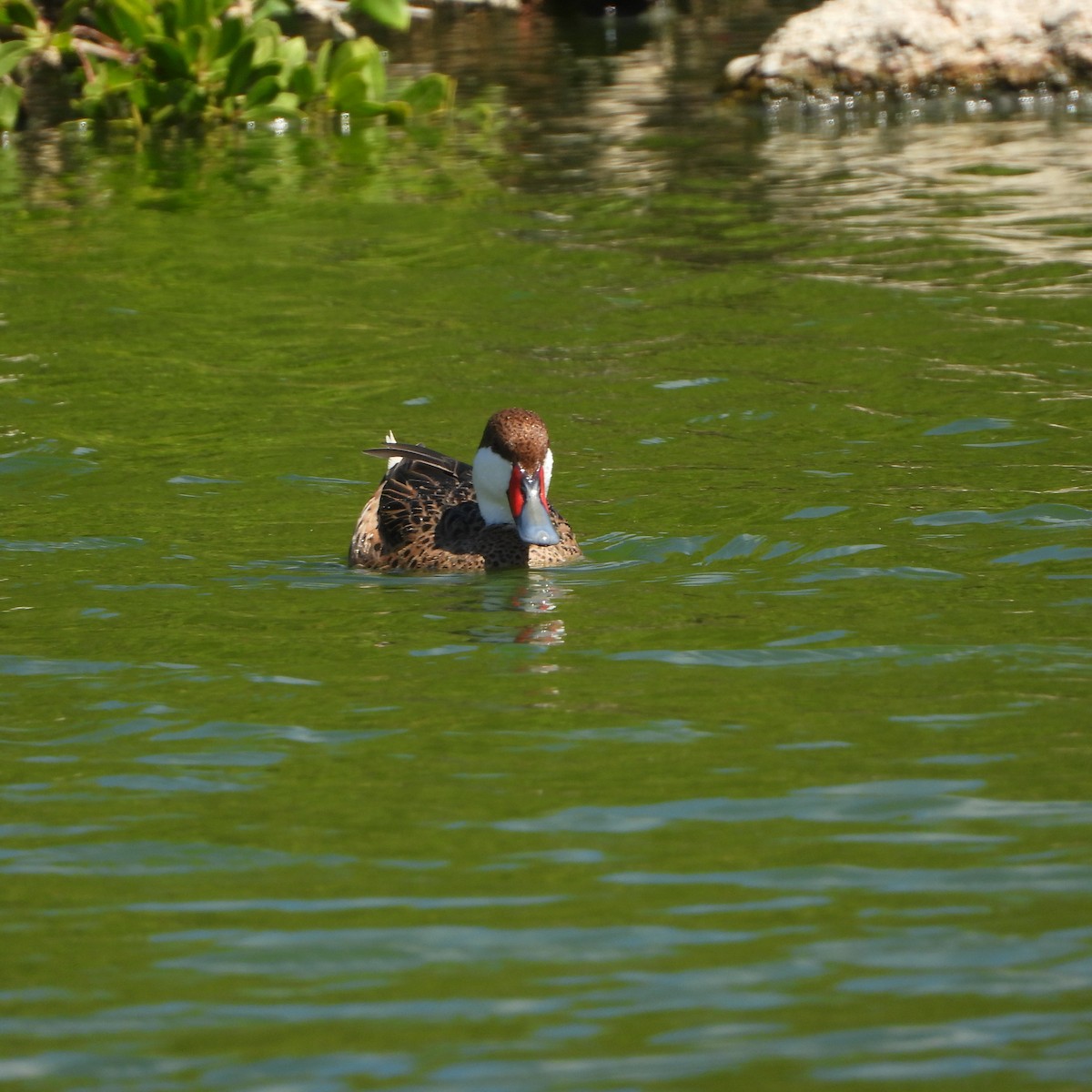 White-cheeked Pintail - ML631574787