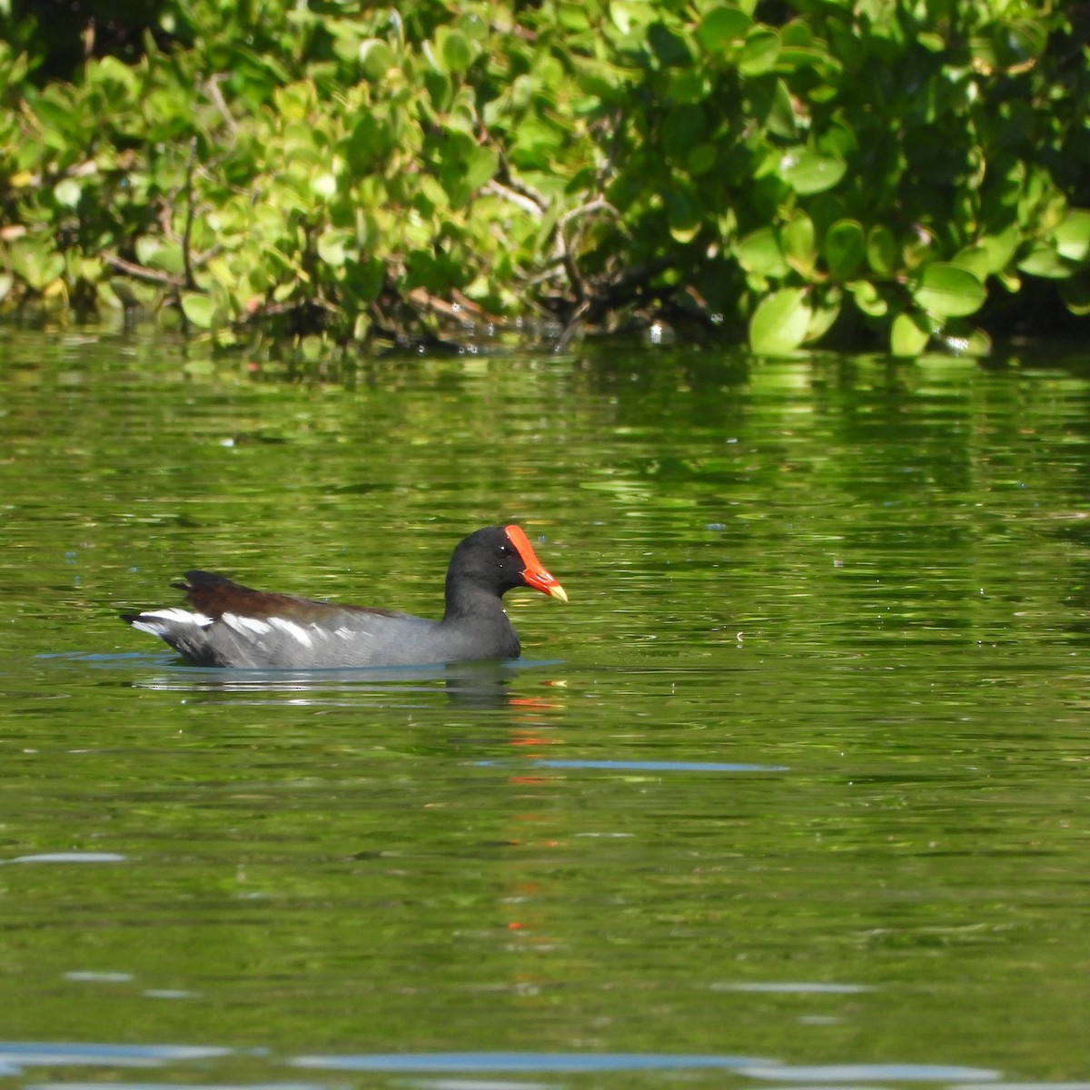 Common Gallinule - ML631574790