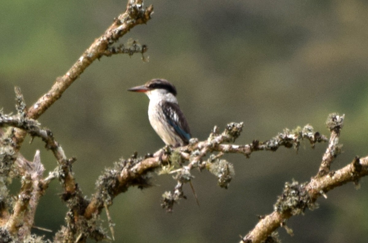 Striped Kingfisher - ML631574803