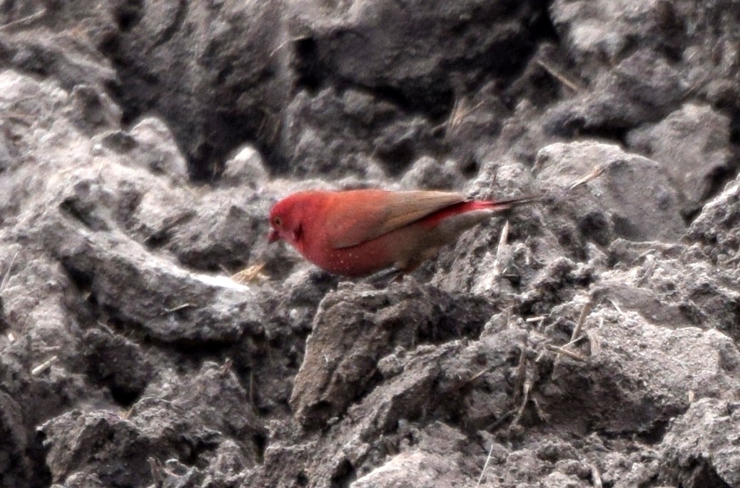 Red-billed Firefinch - ML631574845