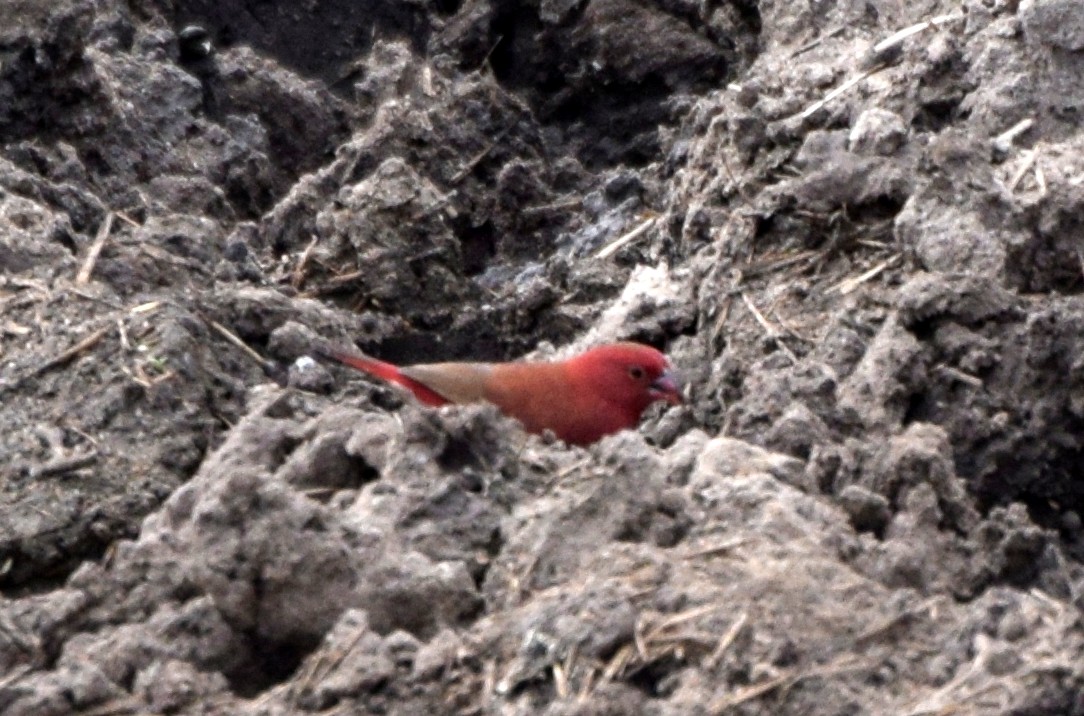 Red-billed Firefinch - ML631574846