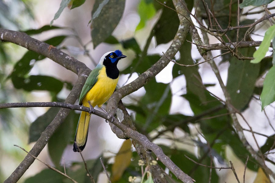 Green Jay - ML631574850