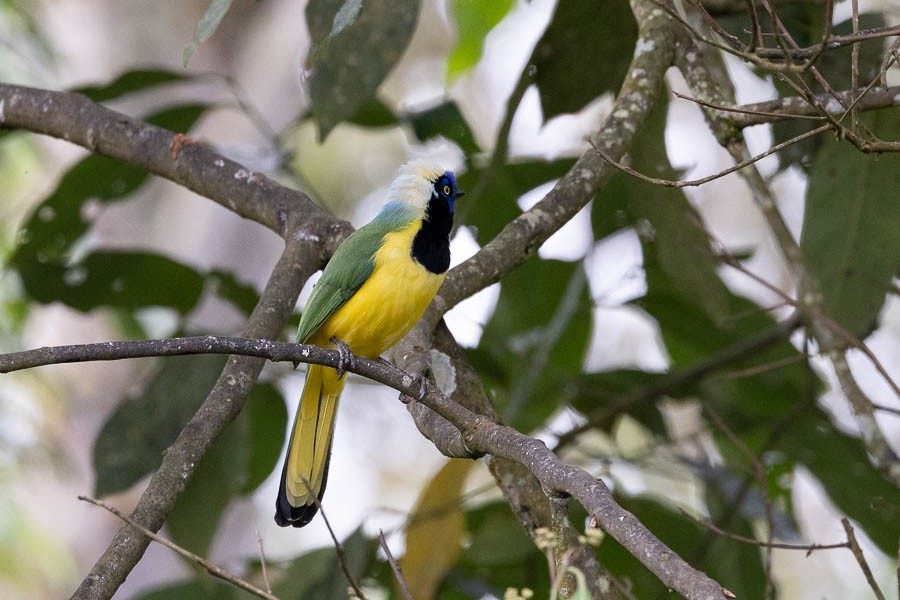 Green Jay - ML631574851