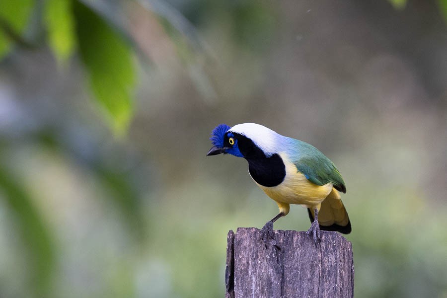 Green Jay - ML631574852