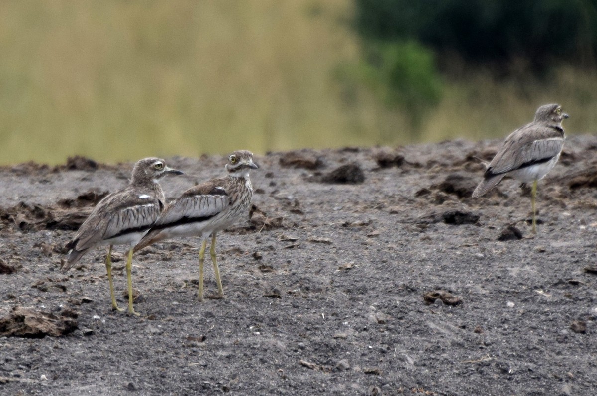 Water Thick-knee - ML631574885