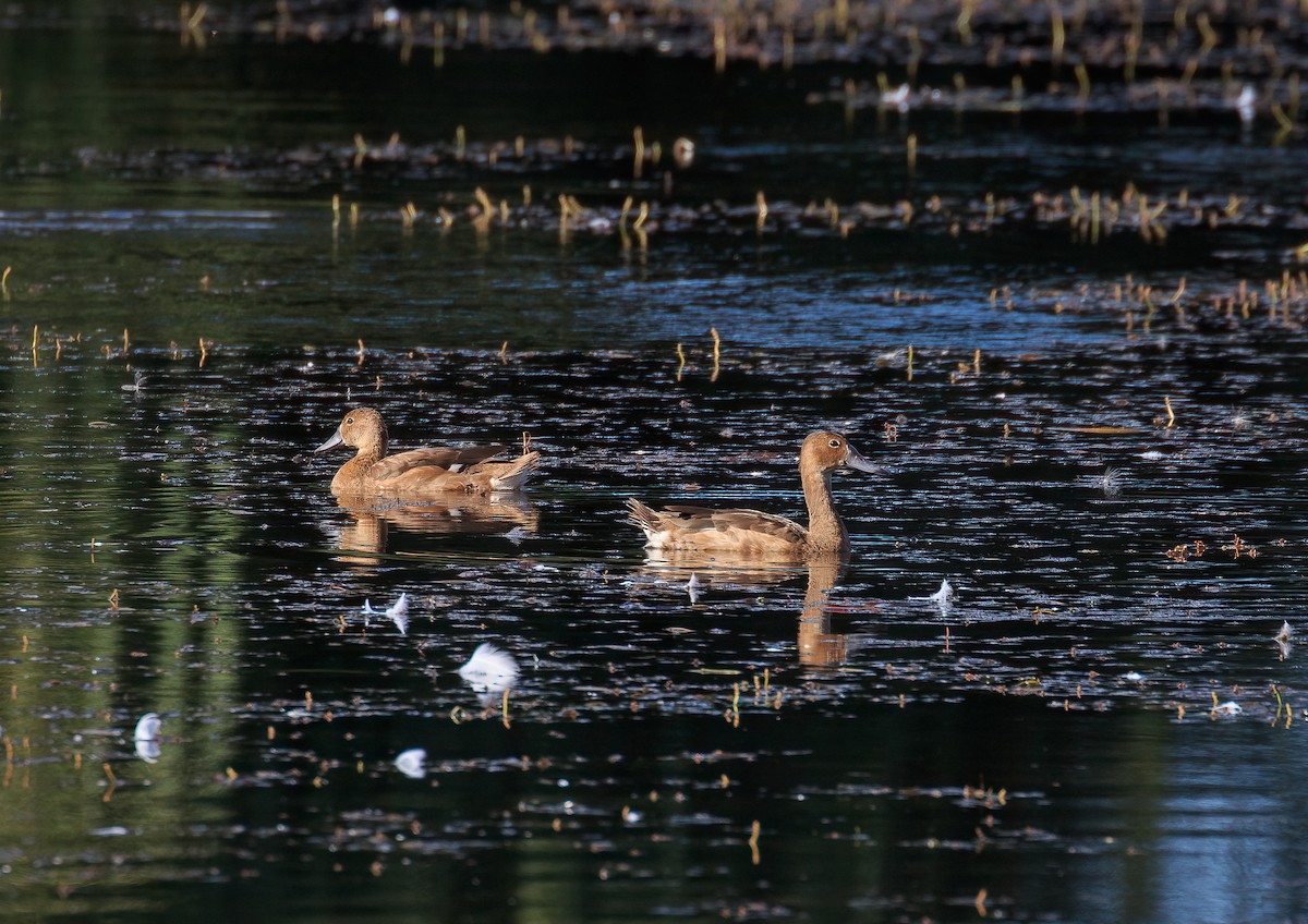Rosy-billed Pochard - ML631574903
