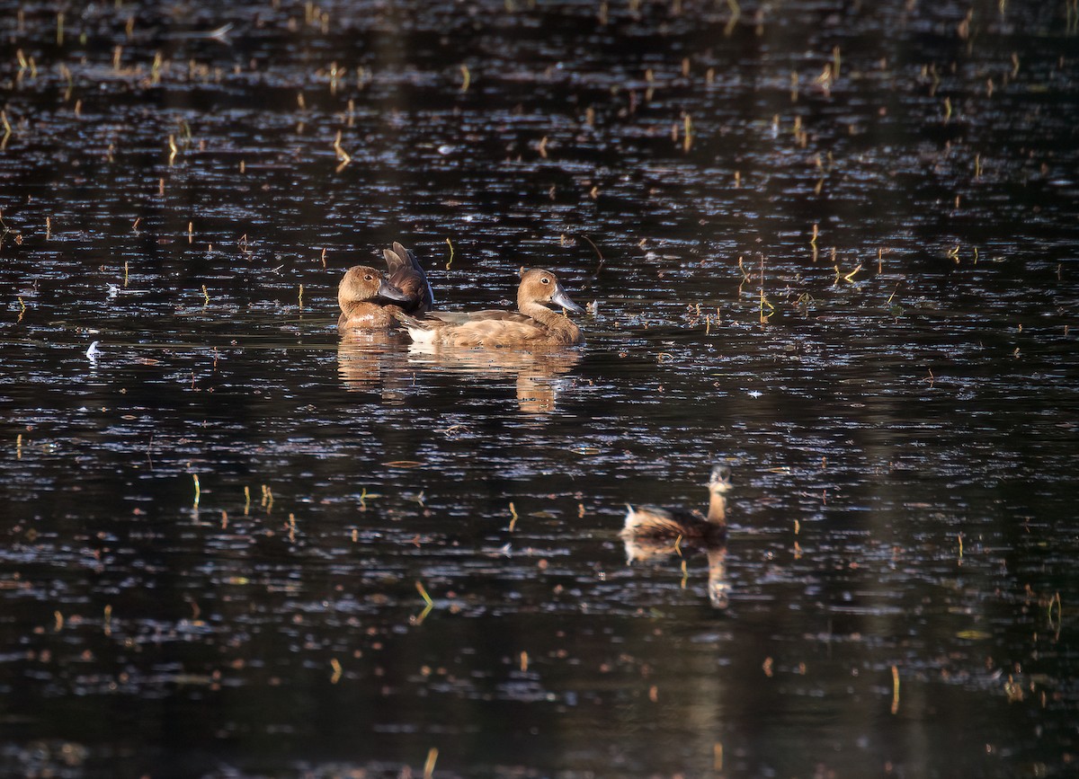 Rosy-billed Pochard - ML631574905