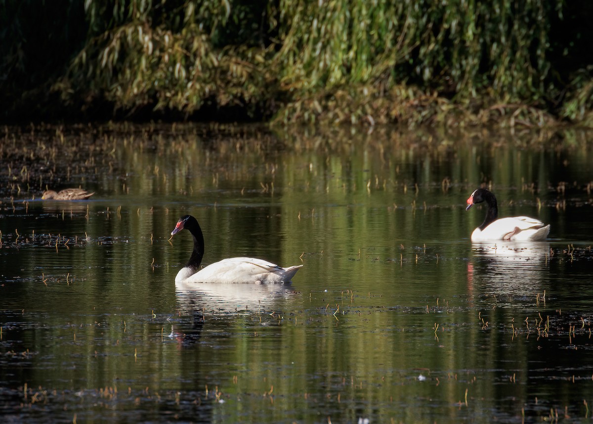 ברבור שחור-צוואר - ML631574927