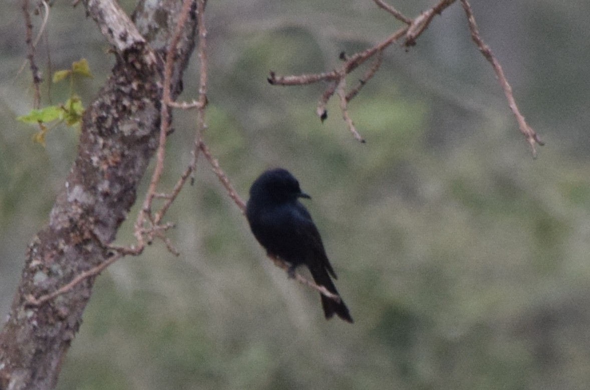 Fork-tailed Drongo - ML631575114