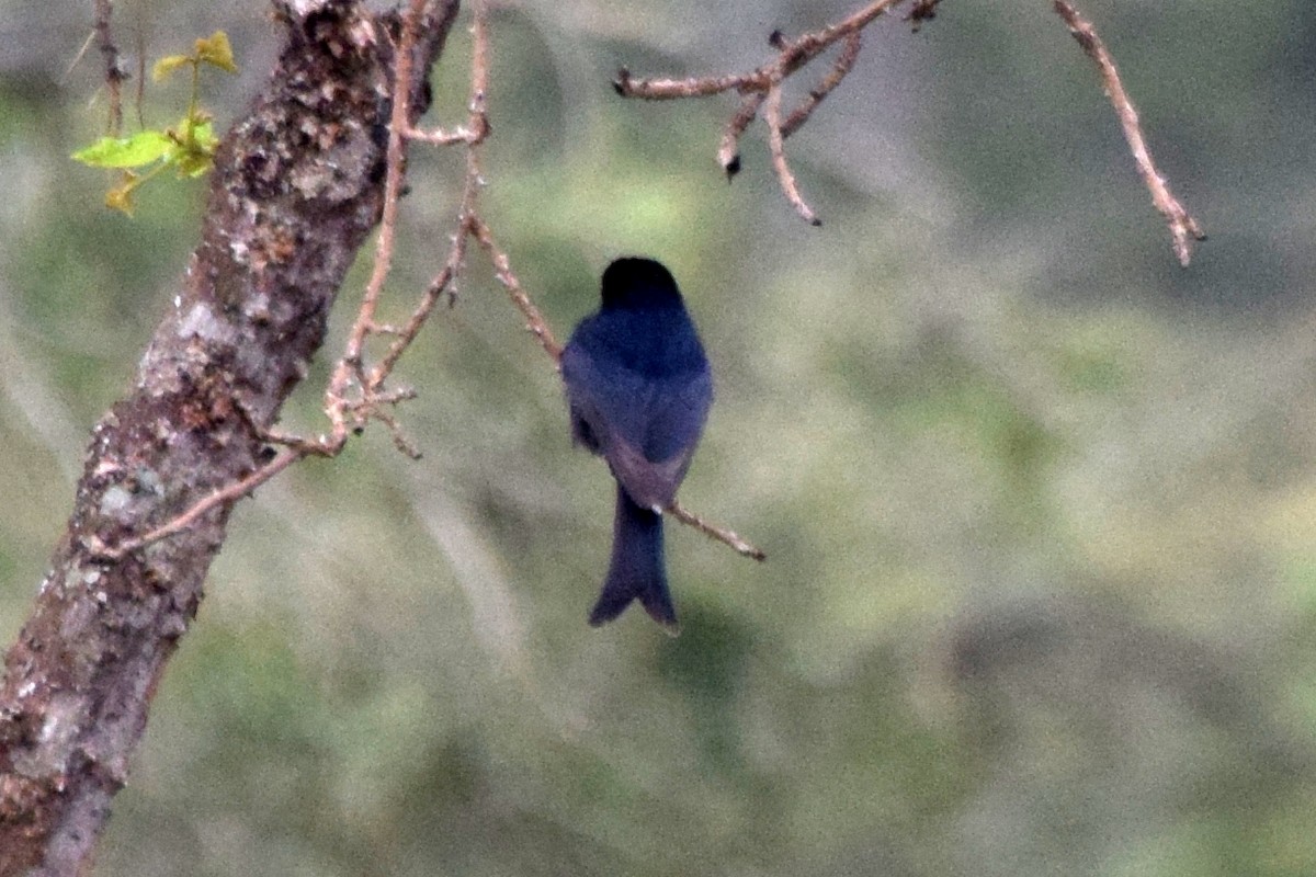 Fork-tailed Drongo - ML631575115