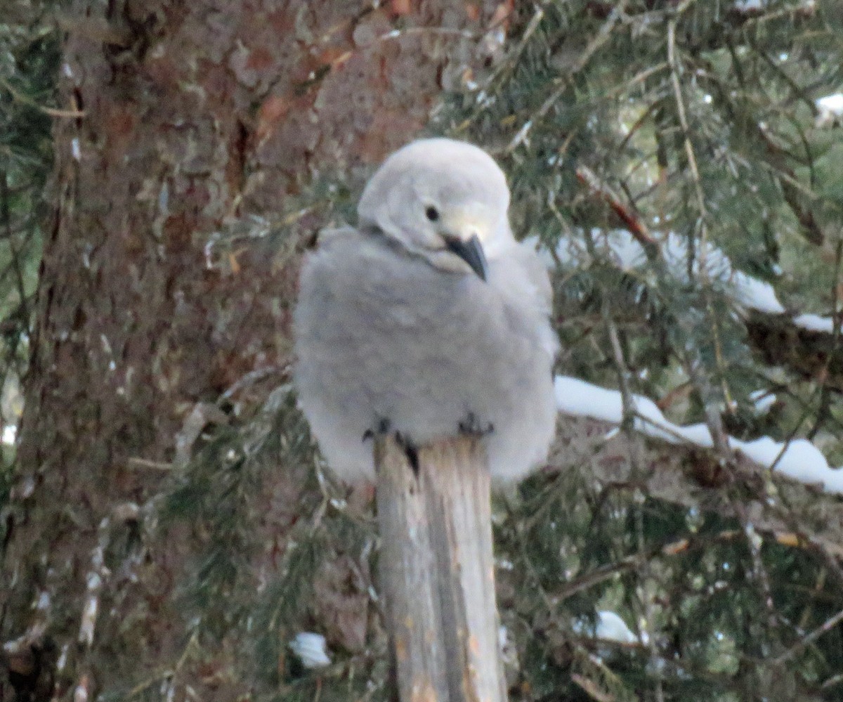 Clark's Nutcracker - ML631575137