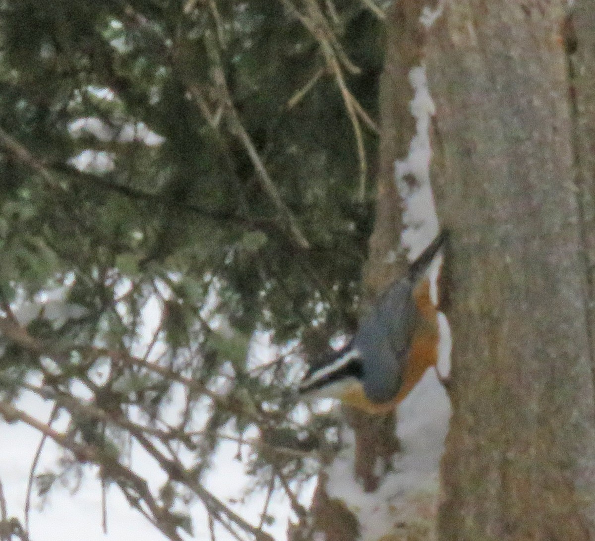 Red-breasted Nuthatch - ML631575148