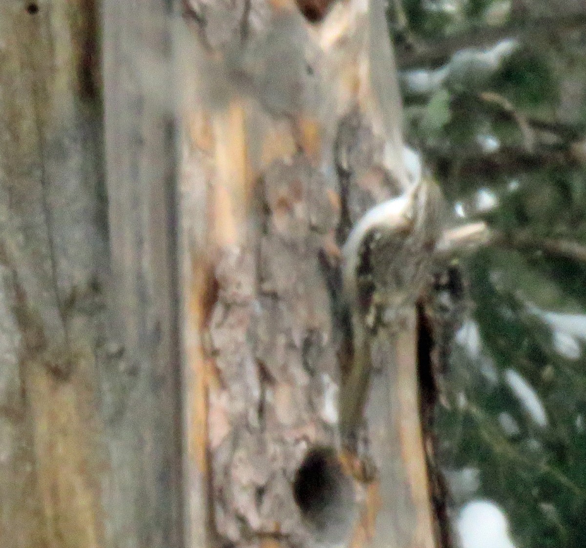 Brown Creeper - ML631575158