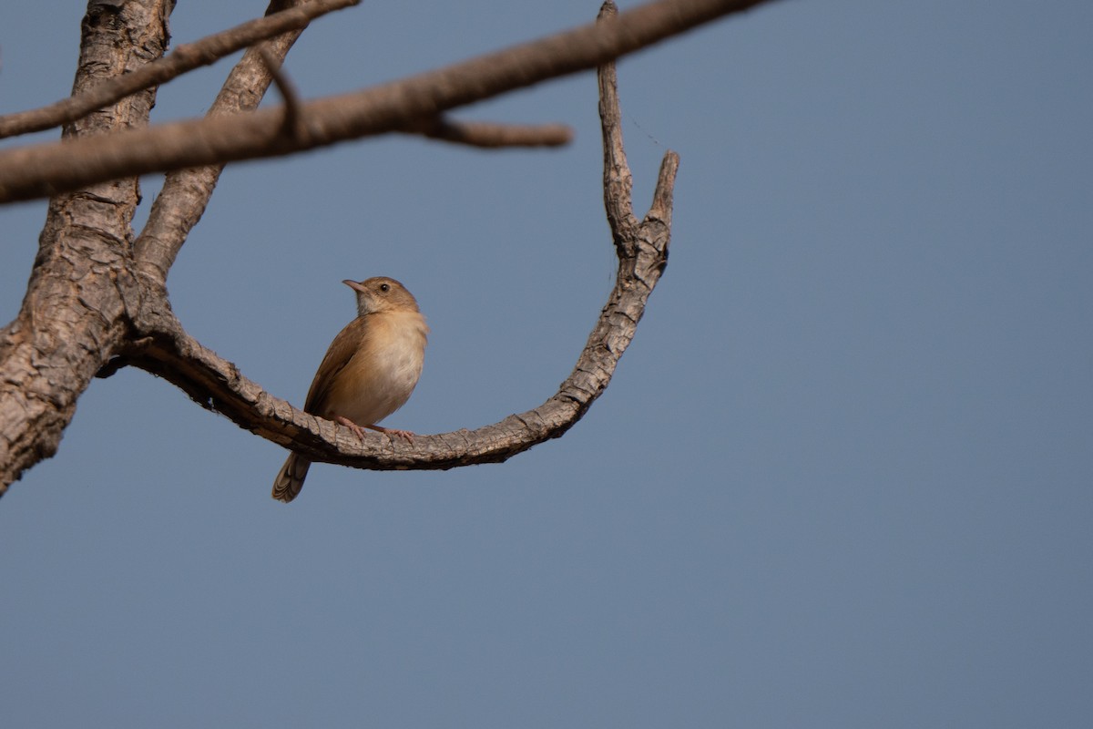 Rufous Cisticola - ML631575185