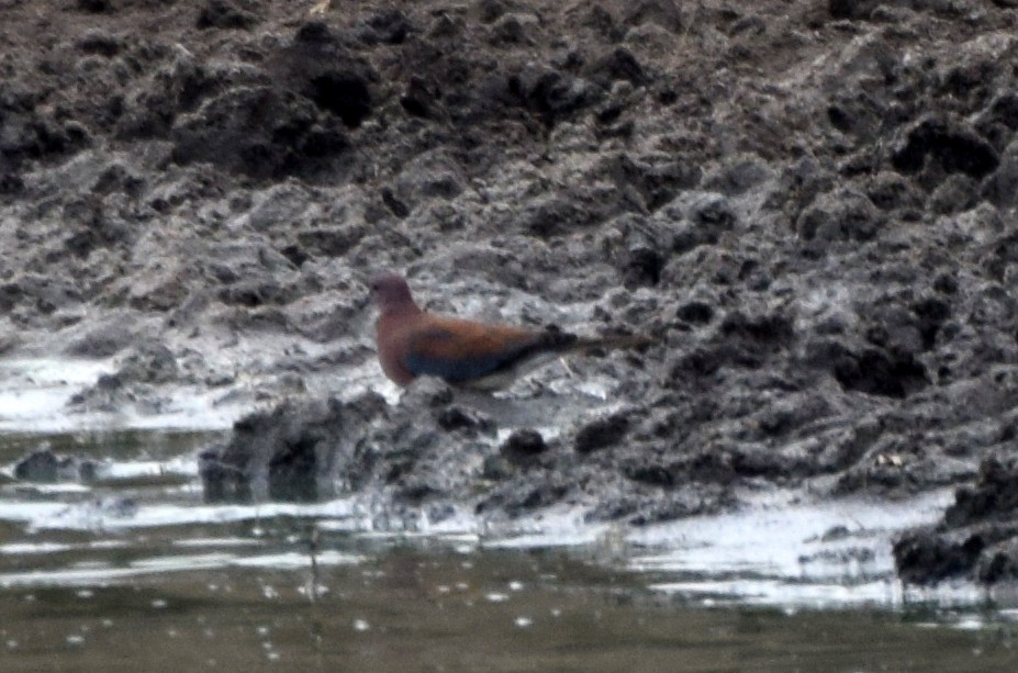 Usapal senegaldarra - ML631575316