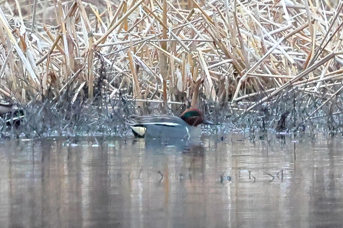 Green-winged Teal (Eurasian x American) - ML631575366